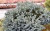 JUNIPERUS SQUAMATA ''BLUE STAR''